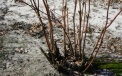 Bush of older blueberry after cutting 