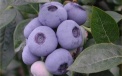 Heidelbeerensorte Darrow - Früchte
