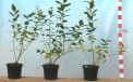Heidelbeerensorte Duke - zweijährige Saatpflanze 