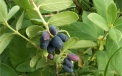 Kamchatka berry - fruit