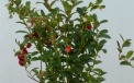Cowberry Koralle - seedlings