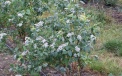 Lateblue - fruiting bush