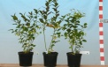 Lateblue - two-year old seedlings