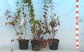 The three-year old seedlings of blueberries in 3l pots 