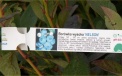 Plants intended for resale include a label with a description of the variety and a color photo.