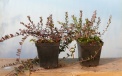 Großfruchtige Moosbeere Pilgrim:Saatpflanze jednoroczna
