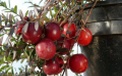 Großfruchtige Moosbeere Pilgrim:Früchten 