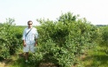 Mature American blueberry plantation