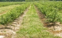 The newly established plantation of blueberries