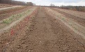 Mature plantation of high blueberry