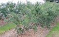 Regularly mulched   plantation of blueberries