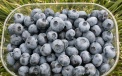 Collection of fruits 