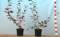 HeidelbeerensorteSierra - zweijährige Saatpflanze