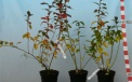Spartan - seedlings