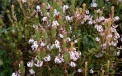 Blooming cranberry