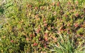 Фрагмент плантации клюквы с ягодами