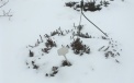 Кусты клюквы лучше всего зимуют под снегом