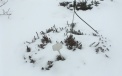 Moosbeeren-Gerstäucher überwintern besonders gut unter dem Schnee