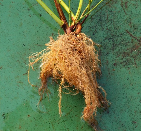 Nursery "Złota Jagoda"